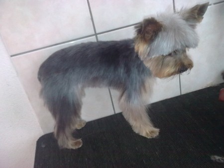 po úpravě v krátkém střihu